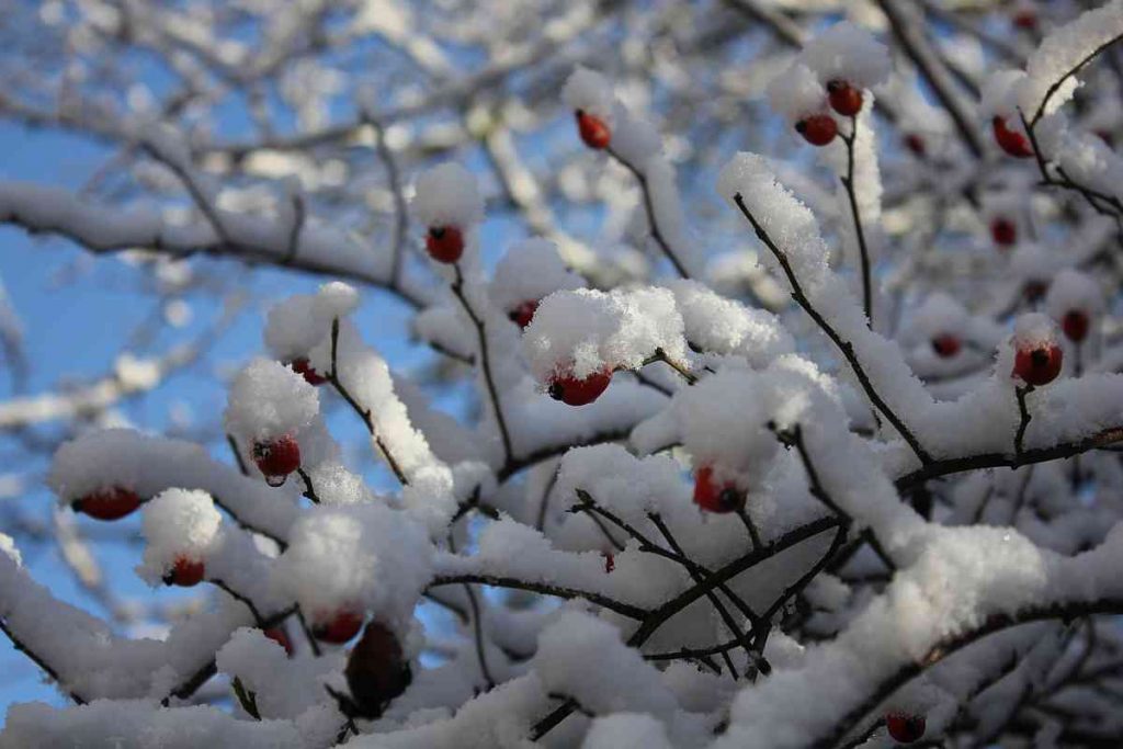 Hagebutten im Winter