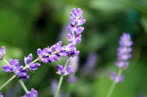 Lavendel Räucherwerk