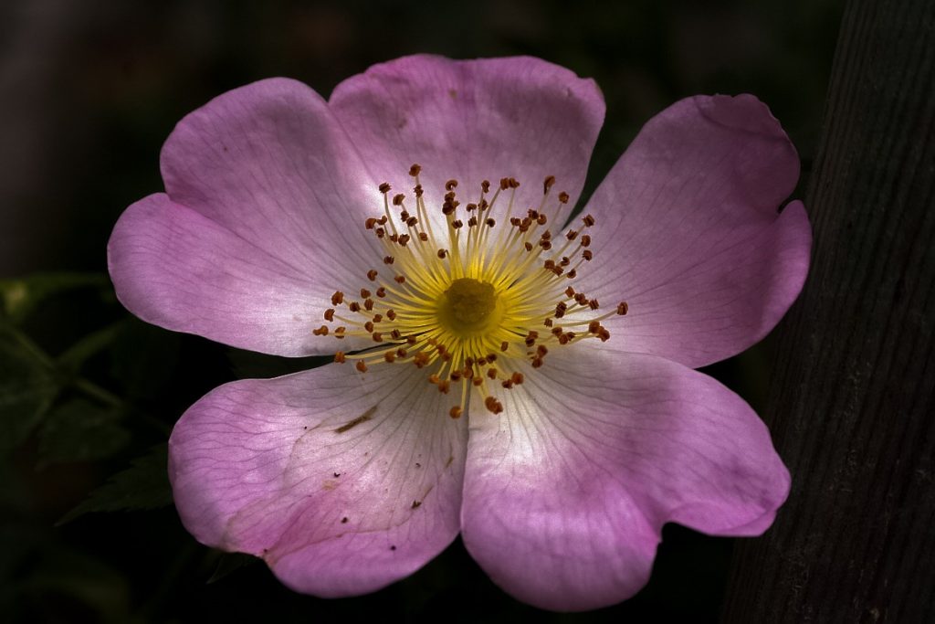 Rosa Blüte der Wildrose