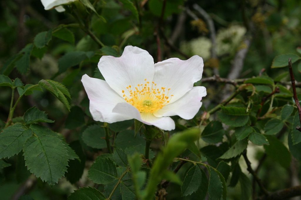 Weisse Blüte der Wildrose