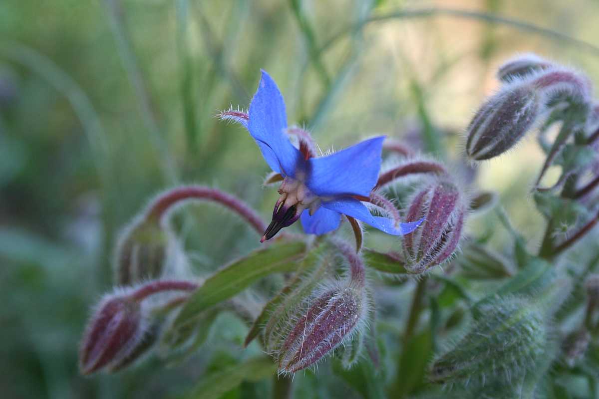 Borretsch im Kräutergarten