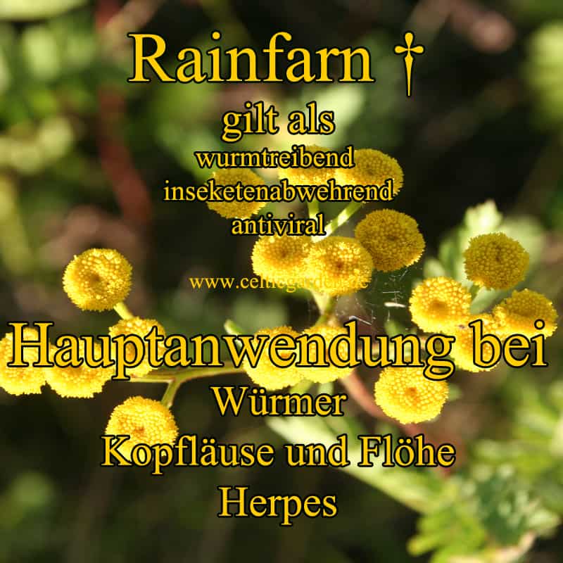 Rainfarn Steckbrief