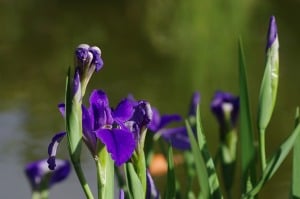 (Deutsche Schwertlilie/Iris germanica)
