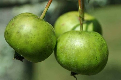 Apfelbaum Räucherwerk