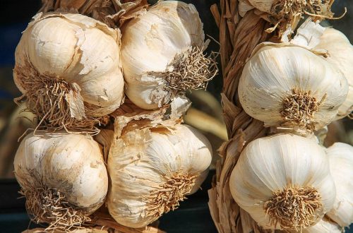 Knoblauch im Naturgarten pflanzen