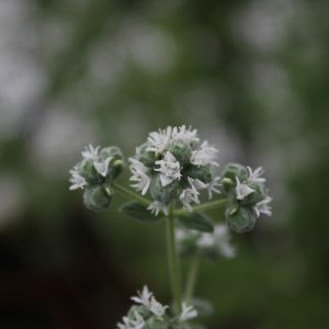 Blüte des syrischen Oregano