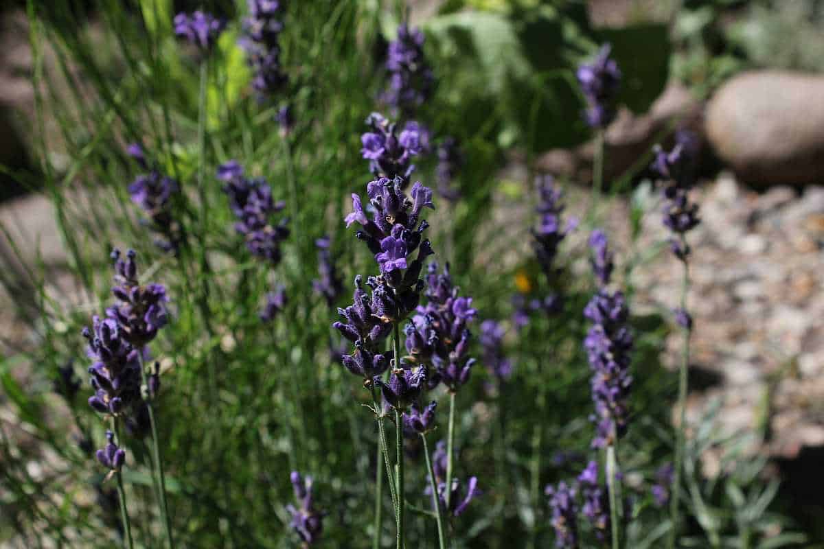 Anti Mücken Öl aus Lavendel