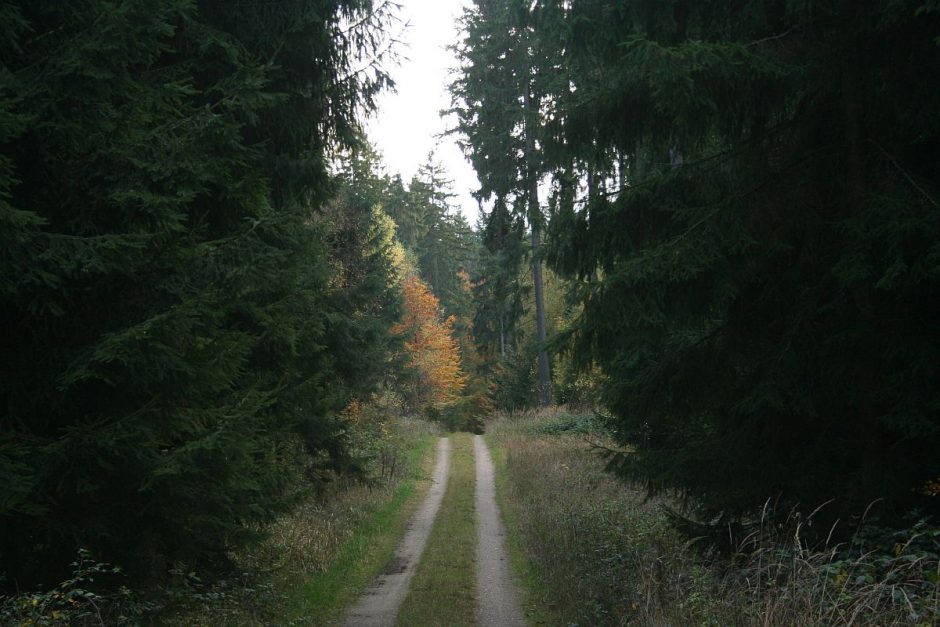 Waldwege beruhigen und stärken den Geist