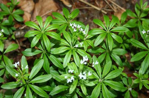 Aus Waldmeister ein Gelee kochen