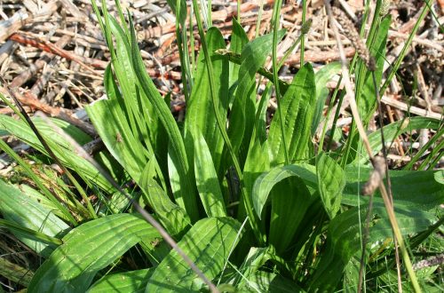 Spitzwegerichsalbe | Kräuterkunde