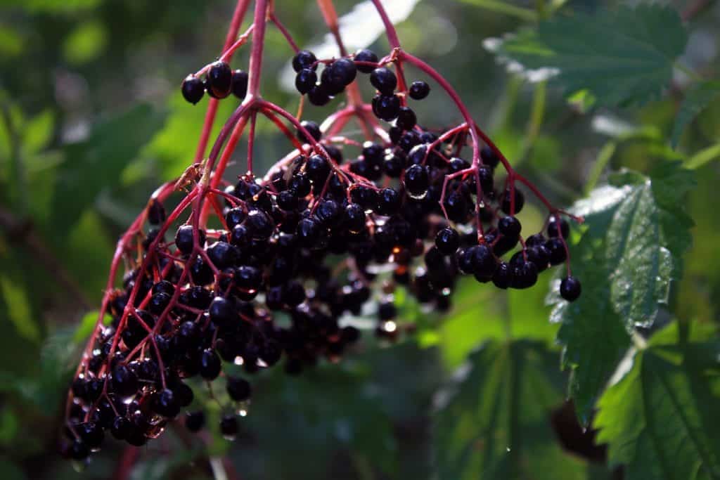 Holunderbeeren Phänologischer Kalender