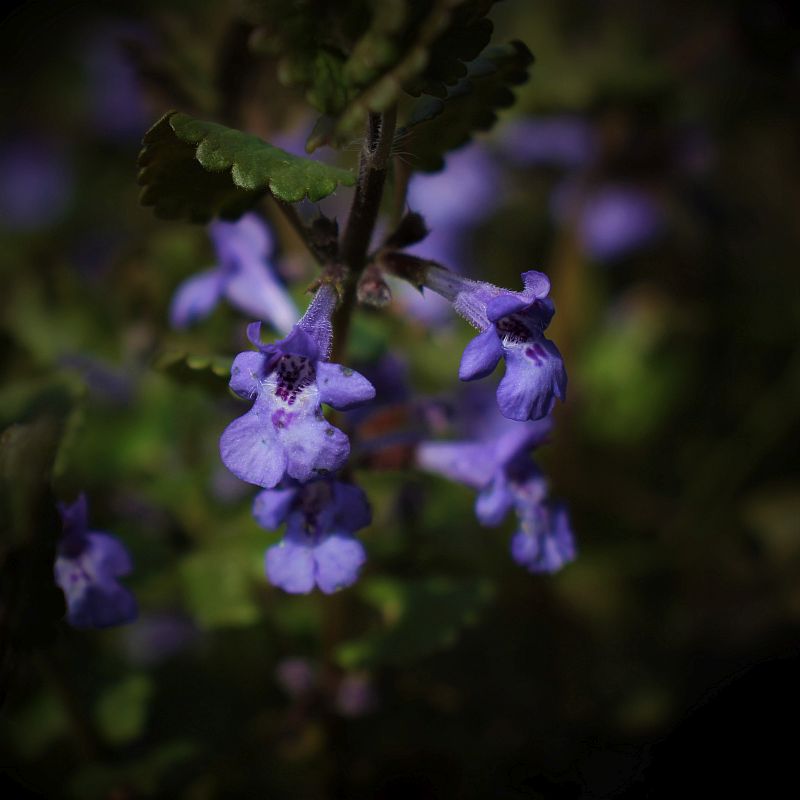 Gundermannblüten