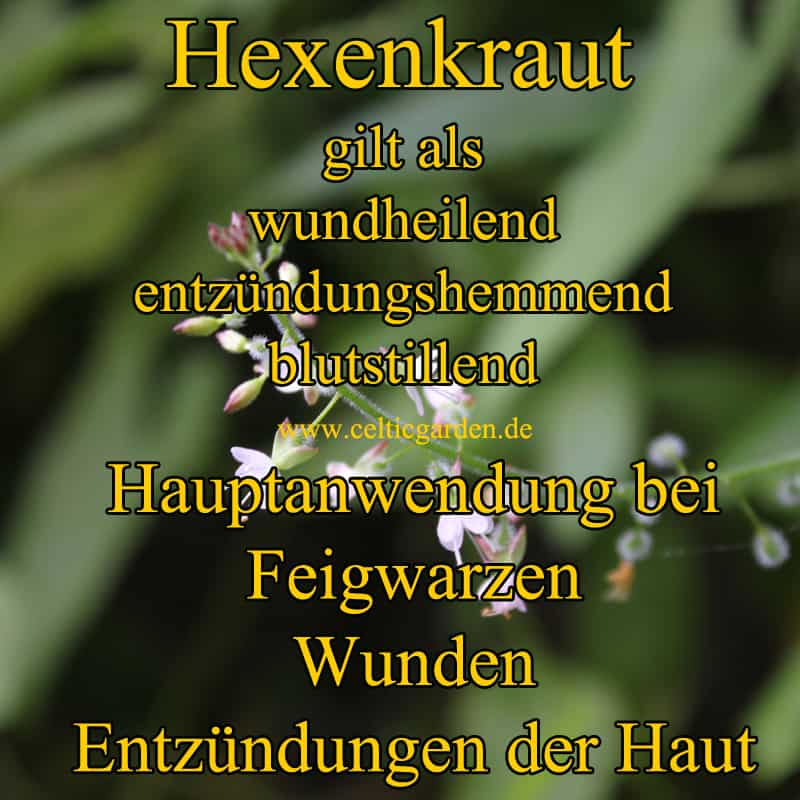 Steckbrief Hexenkraut