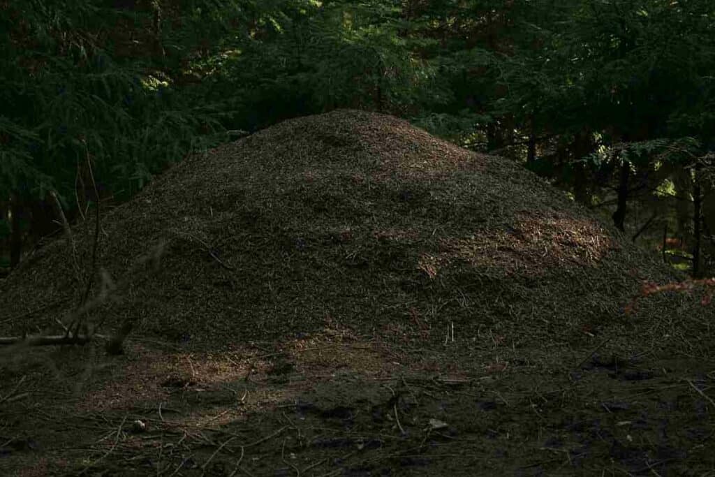 Ameisenhaufen in einem mecklenburger Wald |©CG