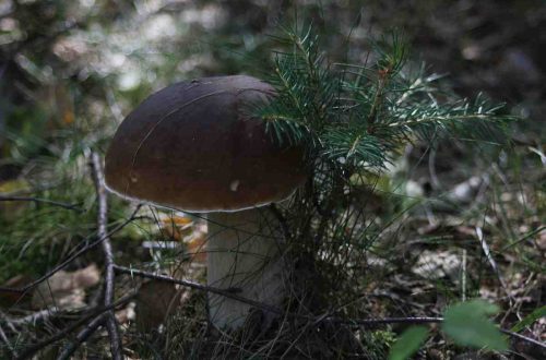 Pilze in Salz einlegen | Herbstküche